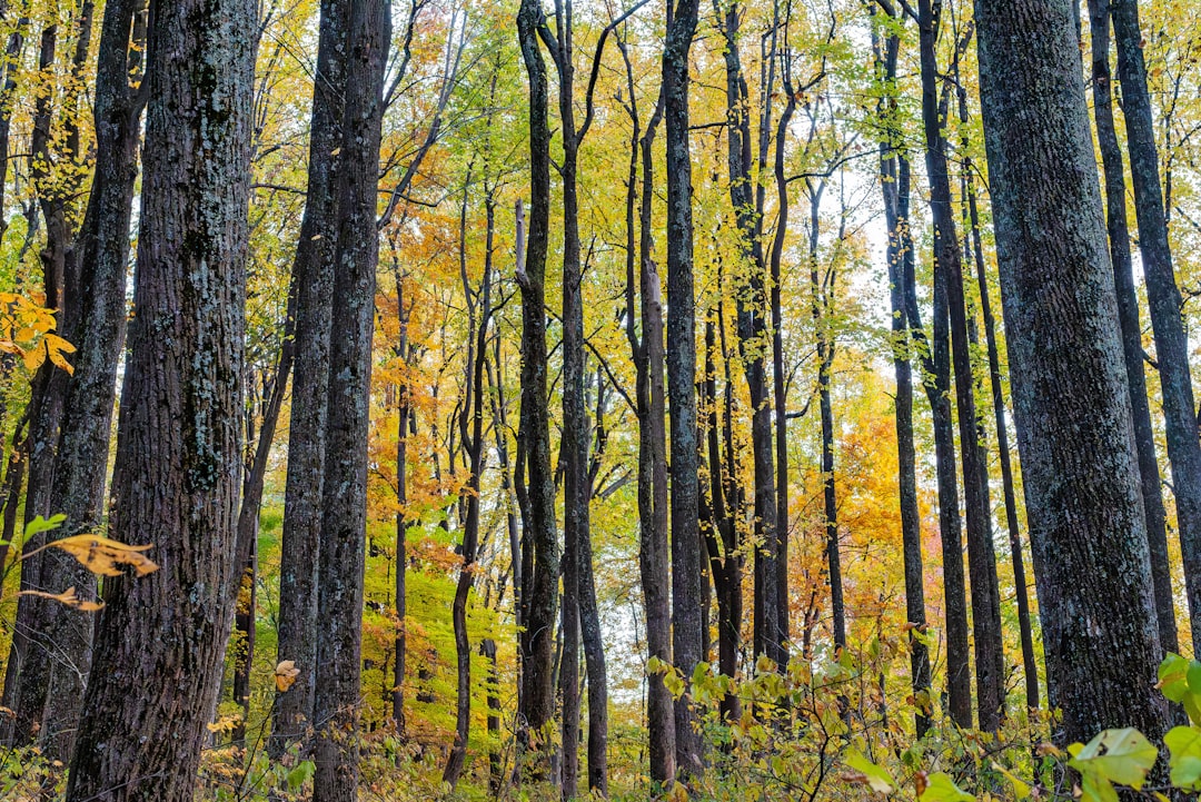 Fastest way to sell land for cash in Minnesota