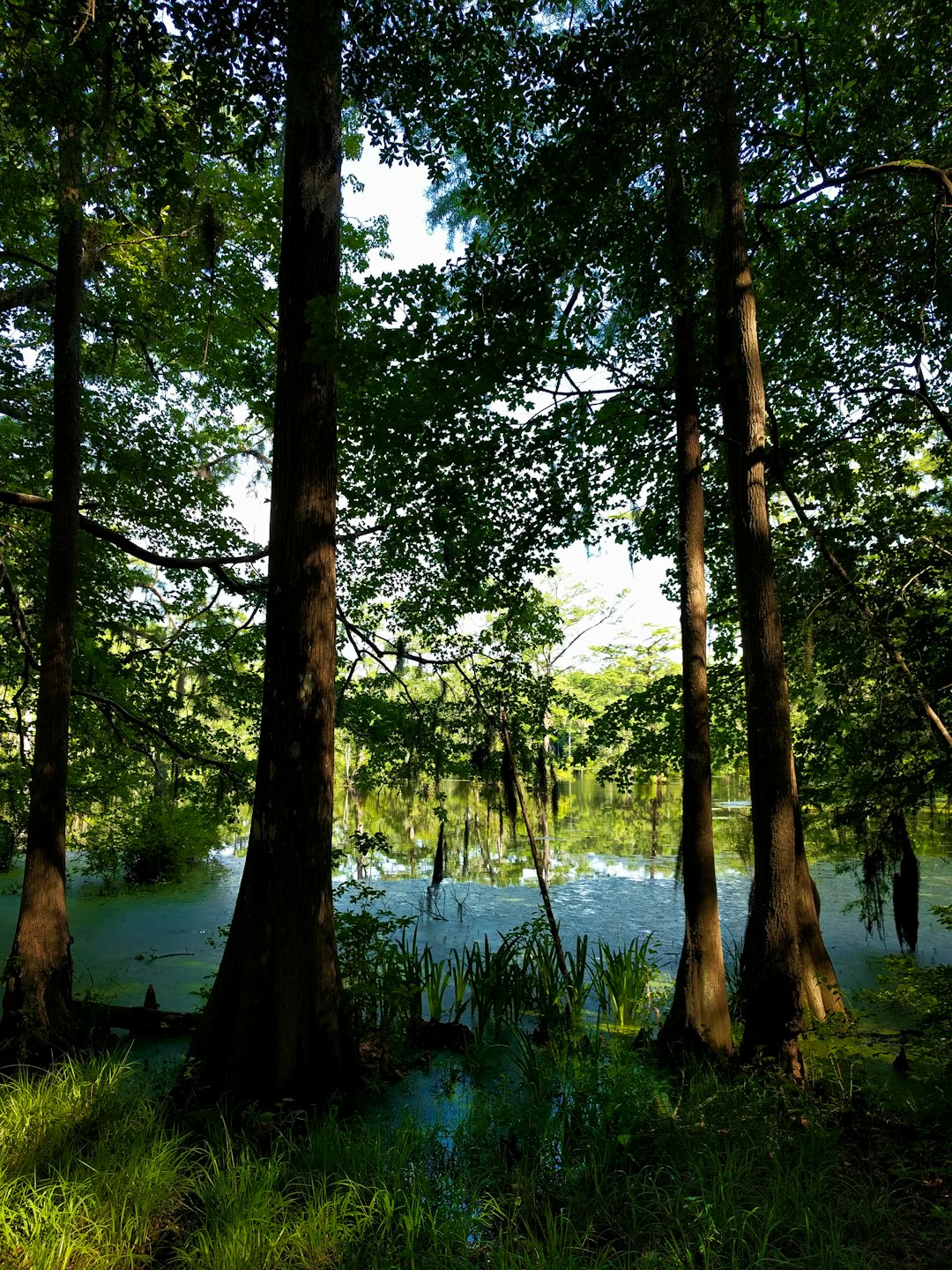 Minnesota land for sale with electricity