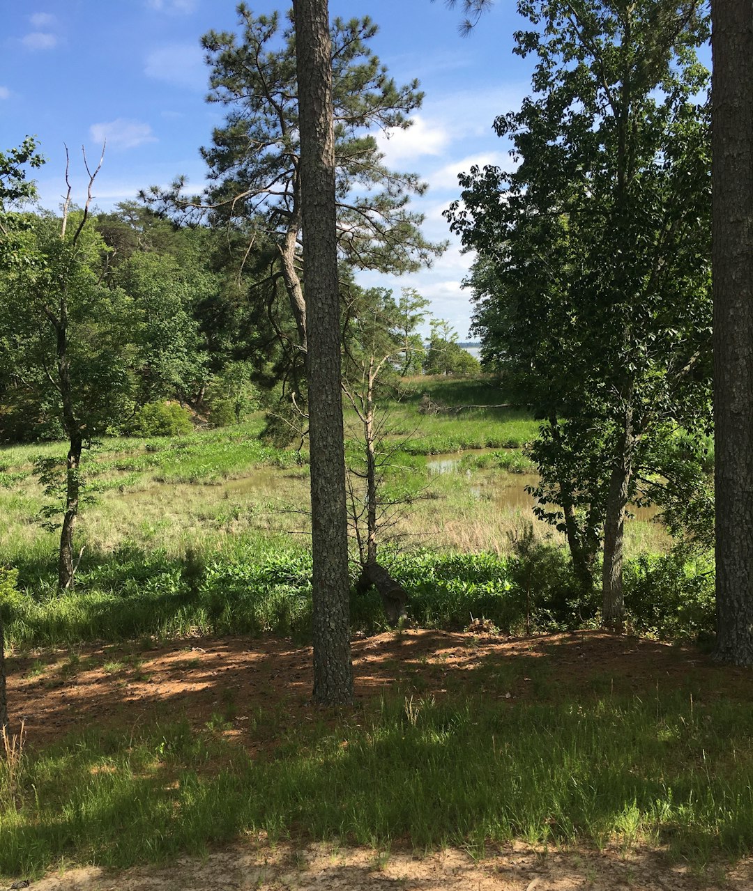 Selling wooded land in Minnesota