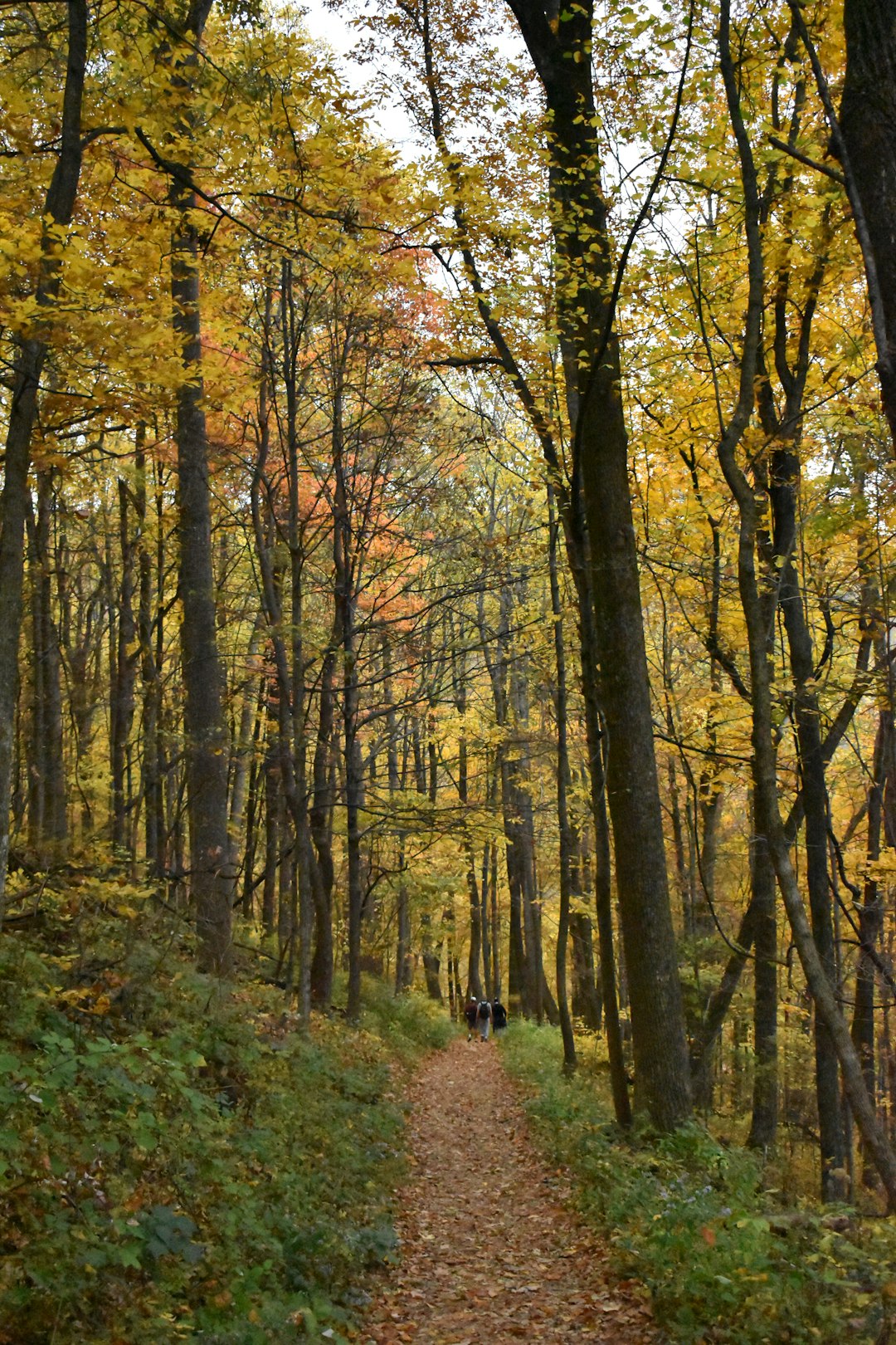 Selling land for grazing in Minnesota