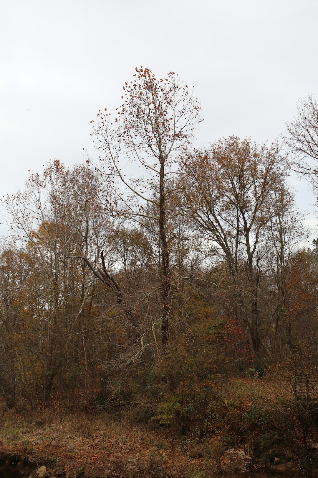 Minnesota land for sale with cabin