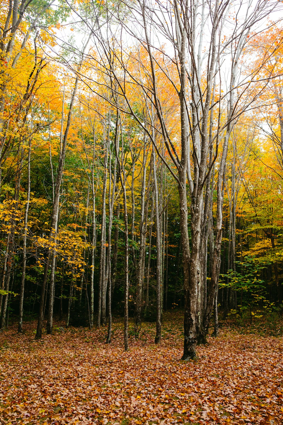 Sell rural land in Minnesota